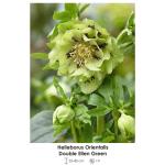 116069-helleborus-double-ellen-green.jpg