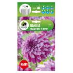 dahlia-cranberry-classic-web.jpg