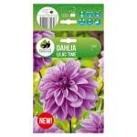 dahlia-lilac-time-web.jpg