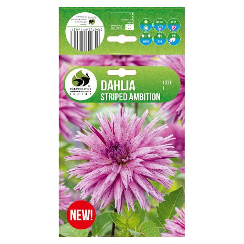 dahlia-striped-ambition-web.jpg