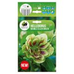 helleborus-double-ellen-green-web.jpg